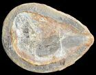 Triassic Fossil Fish (Pteronisculus?) In Nodule - Madagascar #53658-2